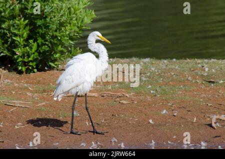 Great Egret, Ardea alba, shaking off excess water Stock Photo