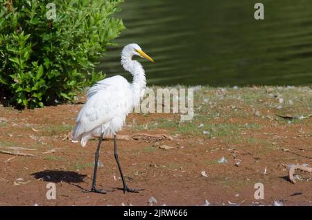 Great Egret, Ardea alba, shaking off excess water Stock Photo