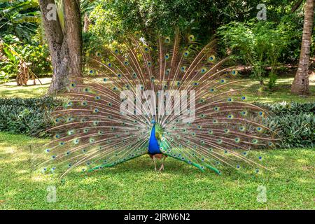 A male peacock displays its feathers in an attempt to attract peahens for mating. Stock Photo