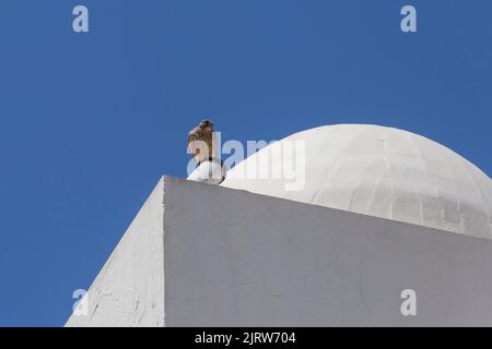 view on kestrel sitting on roof of white edifice in Egypt Stock Photo