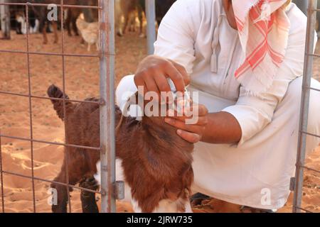 Goats fence under desert dunes wahiba sands in the Oman Stock Photo