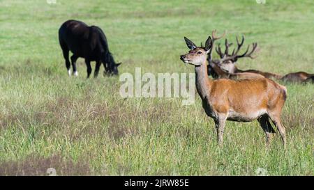 Female red deer, stags and black horse at grazing in summer meadow. Cervus elaphus. Wild animals group on forest clearing. Hind and harts with antlers. Stock Photo