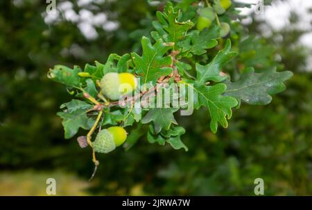 Oak tree (Quercus robur) leaves and acorns Stock Photo