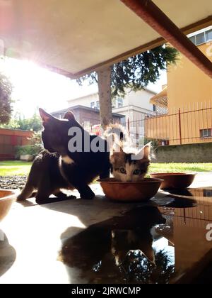 Cat eats in the bowl, lunch time, cats eat near the condominium garden. Stock Photo