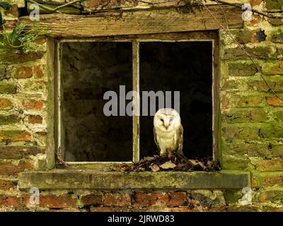Barn Owl perched in broken barn window Stock Photo