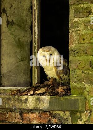 Barn Owl perched in broken barn window Stock Photo