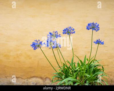 Potted Agapanthus the African Blue Lily Agapanthus Africanus contrasted against a pale ochre wall in Copenhagen Denmark Stock Photo