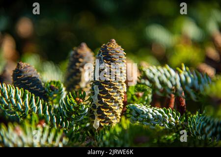 Young White Spruce Cones, Conifer cones on a natural background Stock Photo