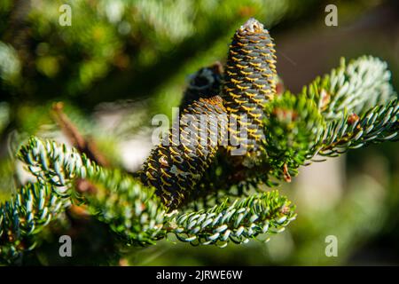 Young White Spruce Cones, Conifer cones on a natural background Stock Photo