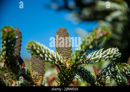 Young White Spruce Cones, Conifer cones on a natural background Stock Photo