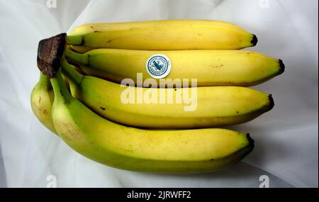 A bunch of unpeeled yellow ripe bananas . Studio set up Stock Photo