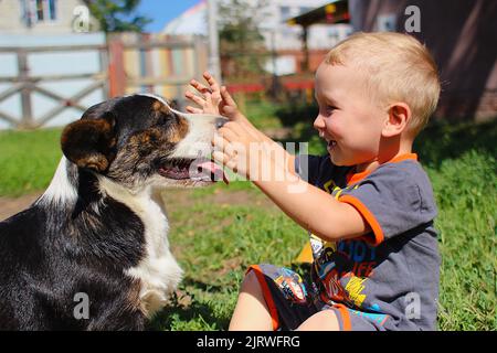 Corgi playing with boy in yard Stock Photo