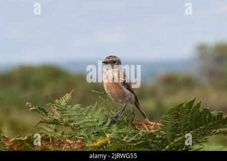 Stonechat In Flight Stonechat (Saxicola rubicola) female or immature bird in flight over ...