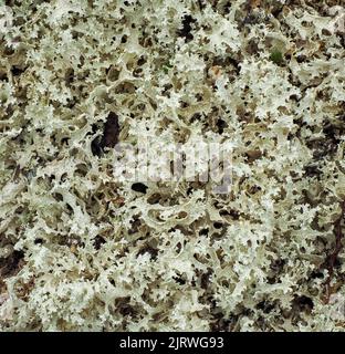 Close-up view of a species of Reindeer Moss a Cladonia lichen widespread throughout the mountains of Norway - Jotunheimen National Park Stock Photo