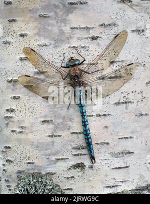 Azure Hawker dragonfly Aeshna caerulea resting on birch trunk Norway Stock Photo