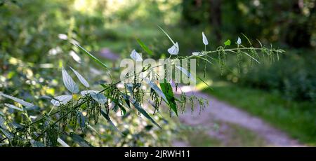 horizontal trailing twig of a common nettle with inflorescence in the riparian forest of Tulln at the river Danube, Austria Stock Photo