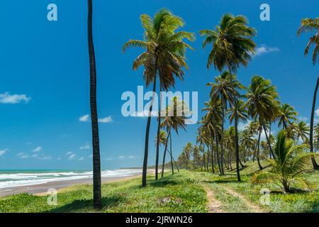 Imbassai Beach, near Salvador, Bahia, Brazil on October 15, 2016. Coconut grove by the sea. Stock Photo