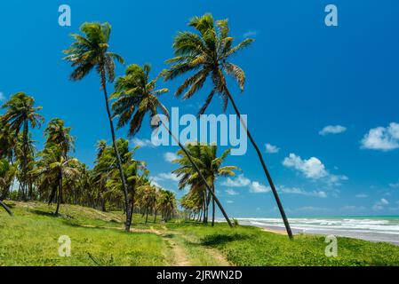 Imbassai Beach, near Salvador, Bahia, Brazil on October 15, 2016. Coconut grove by the sea. Stock Photo