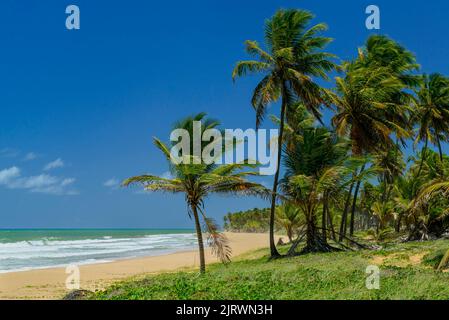 Imbassai Beach, near Salvador, Bahia, Brazil on October 15, 2016. Coconut grove by the sea. Stock Photo