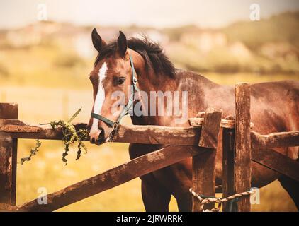 A cute bay beautiful horse is eating a sprig of green grass, standing behind the wooden gate of the paddock in the field on the farm. Agriculture and Stock Photo