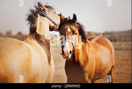 Two beautiful cute ponies graze together in a field on a sunny day. Equestrian life. Agriculture and livestock. Horse care. Stock Photo