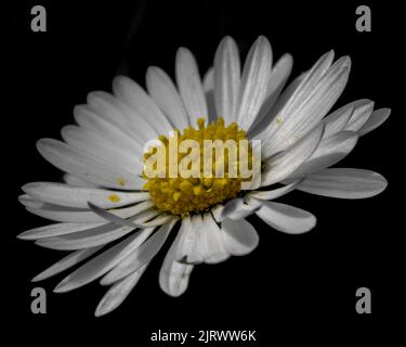 Common daisy (Bellis perennis) flower close-up with white petals and yellow pistil on black background Stock Photo