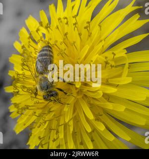 Honey bee on Dandelion flower pollinating - Macro close-up Stock Photo
