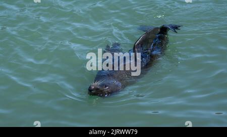 New Zealand fur seal (Arctocephalus forsteri) swimming in turquoise water Stock Photo