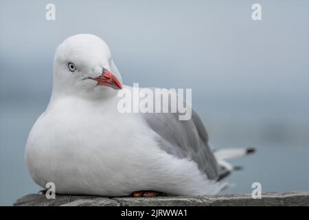 Close-up of seagull nesting Stock Photo