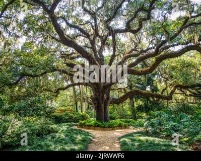 Live Oak tree in the Washington Oaks Historic District of Washington Oaks Gardens State Park in Palm Coast Florida Stock Photo