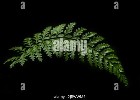 New Zealand symbol (The silver fern or Alsophila dealbata) Stock Photo