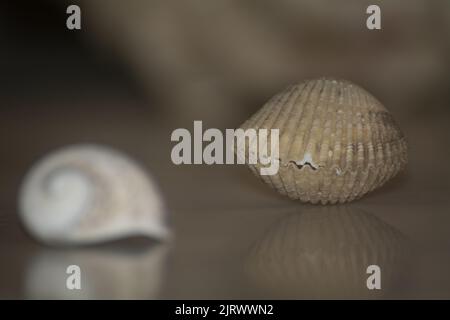 seashells, one in focus one blurred Stock Photo