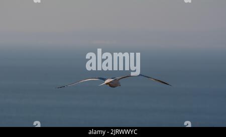 Seagull flying above blue sea from behind Stock Photo
