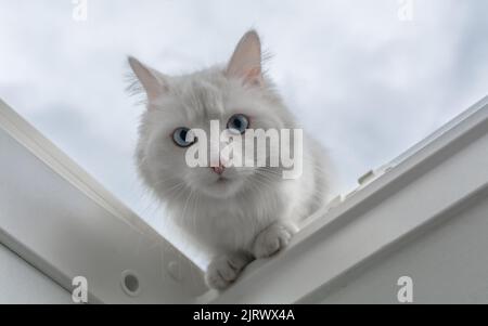 White cat looking down (low angle) with clouds in background Stock Photo