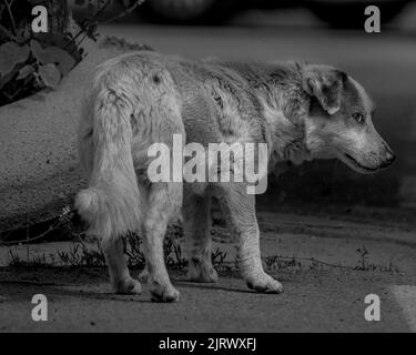 scared dog (Canis familiaris) look (black and white photo) Stock Photo