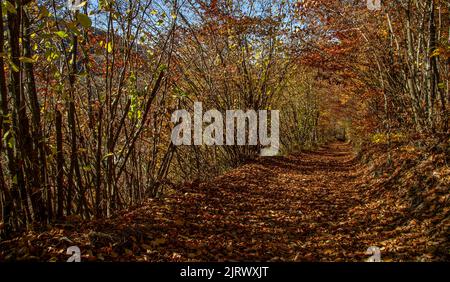 Road covered with fallen leaves in autumn in October in Transylvania Romania Stock Photo