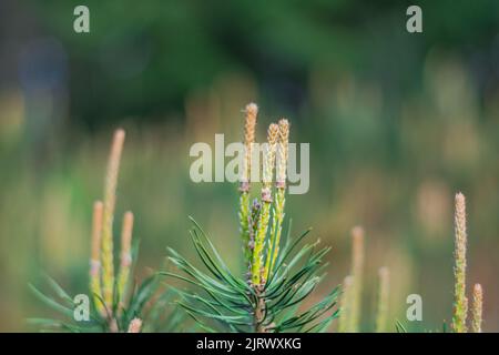 Green Pine tree blooming with bokeh background Stock Photo