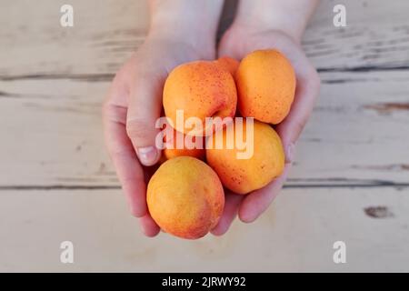Freshly harvested apricots in hands. Close up. Stock Photo