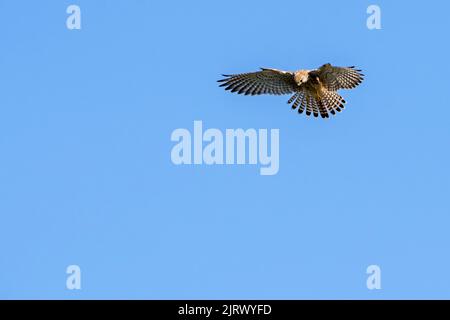 Common kestrel / European kestrel / Eurasian kestrel (Falco tinnunculus) female in flight, hovering with tail feathers spread, looking for prey below Stock Photo