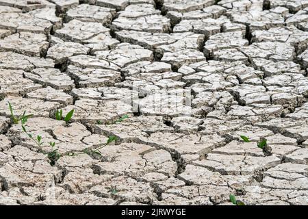 New shoots of plants in dry cracked clay mud in dried up lake bed caused by prolonged drought in summer in hot weather temperatures during heatwave Stock Photo
