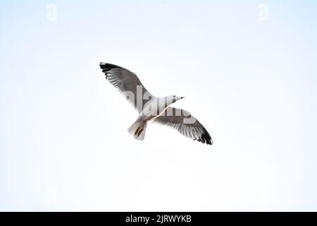 Seagull in the sky from below with spread wings Stock Photo