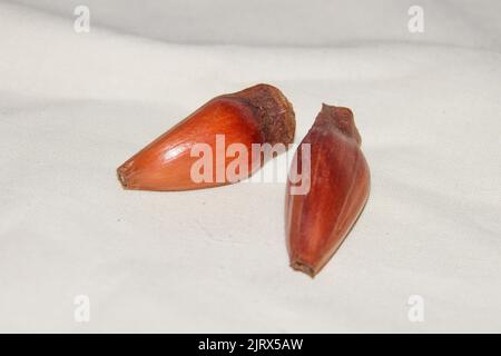 pine nuts on a white background in Rio de Janeiro. Stock Photo