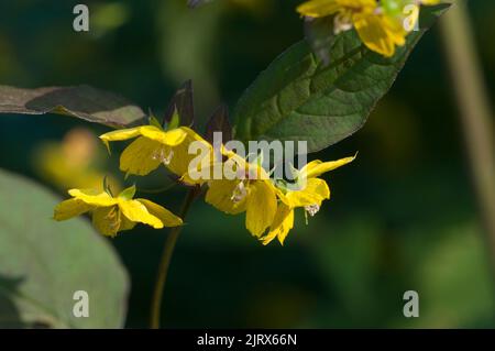 Close up of  Fringed loosestrife (Lysimachia ciliata)  in bloom, close up shot Stock Photo