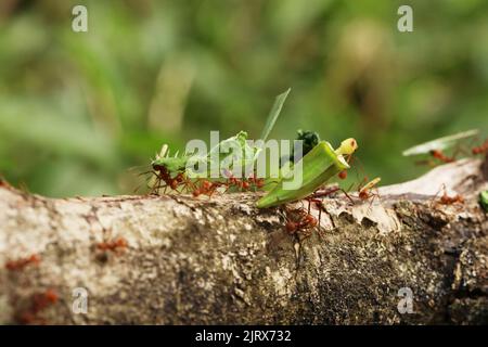 Leaf-Cutter Ant, atta sp., Adult carrying Leaf Segment to Anthill, Costa Rica Stock Photo