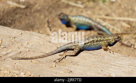 A nale western fence lizard on fallen log. Stock Photo