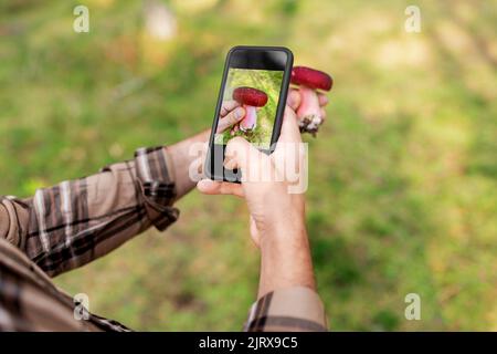 hands using smartphone app to identify mushroom Stock Photo
