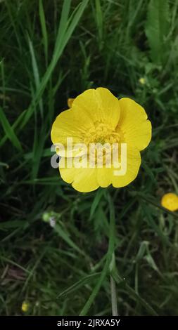 A closeup of common buttercup (Ranunculus acris) in a forest Stock Photo