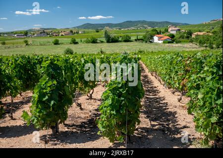 View on green vineyards near Mont Brouilly, wine appellation Côte de Brouilly beaujolais wine making area along Beaujolais Wine Route,  France Stock Photo