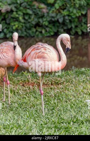 Flamingo on a green lawn in Santa Catarina Brazil. Stock Photo