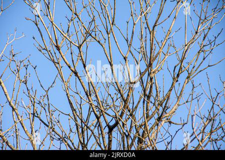 dry branches of a tree with blue sky background in rio de janeiro. Stock Photo